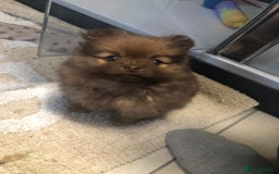 Pomeranian dogs for sale: 4 fluffy cute kc reg Pomeranian puppies  - Advert 19