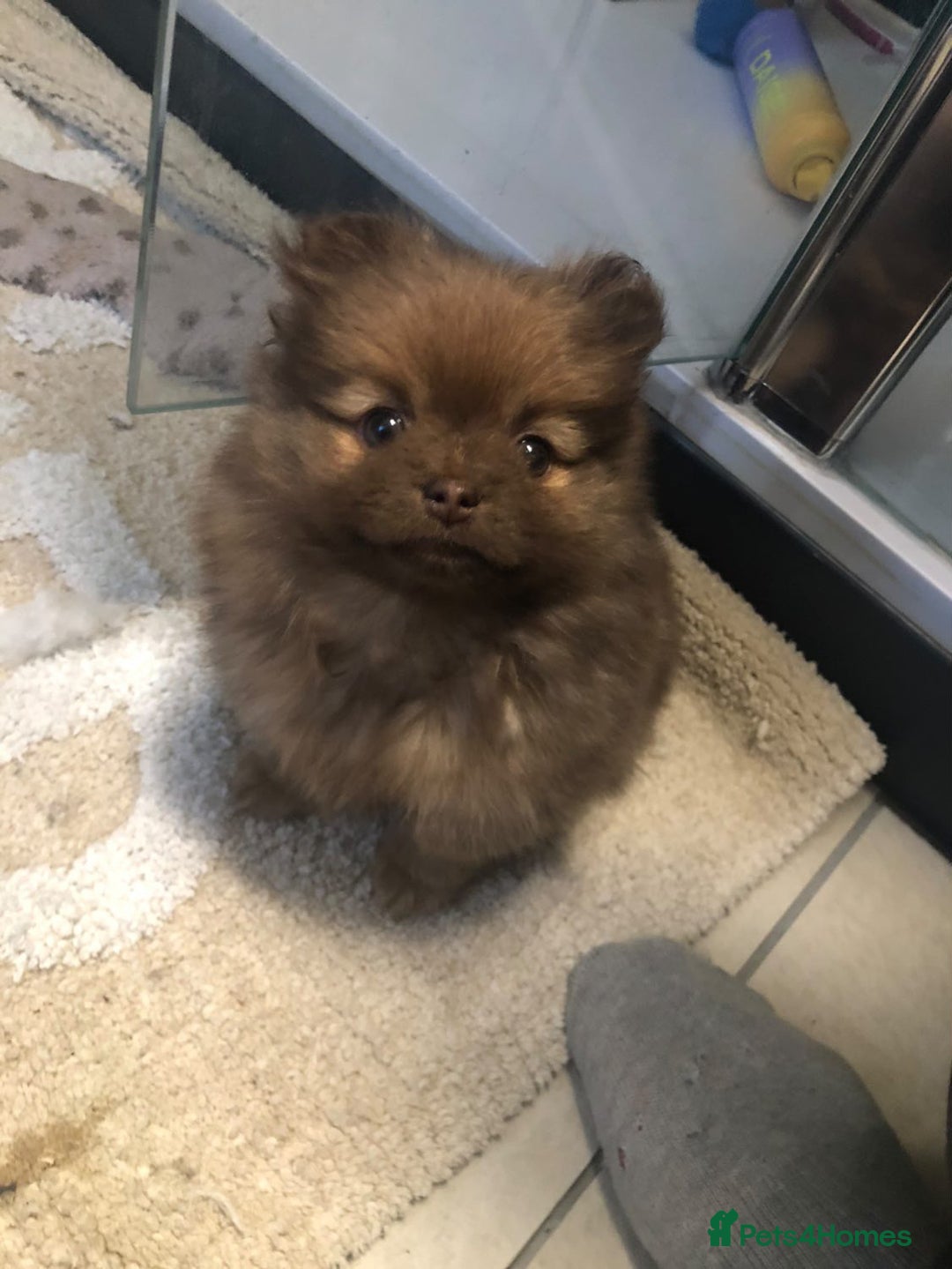 Pomeranian dogs for sale: 4 fluffy cute kc reg Pomeranian puppies  - Advert 19