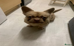 Mixed Breed dogs for sale: French bull dog cross Pekingese puppy - Image 3