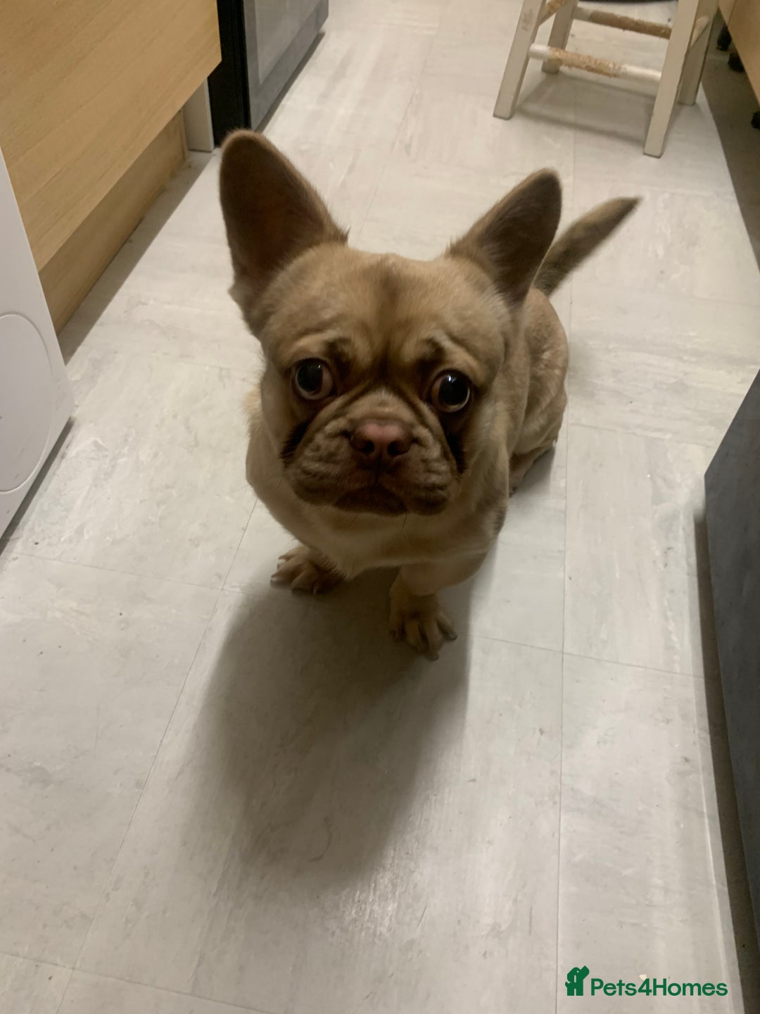 Mixed Breed dogs for sale: French bull dog cross Pekingese puppy - Image 3