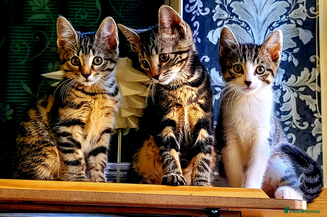 Bengal cats for sale: Kittens  - Advert 10