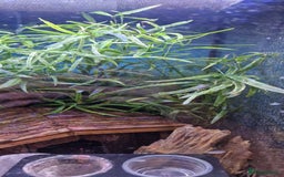 Gecko reptiles for sale: Mourning gecko's and set up - Image 6