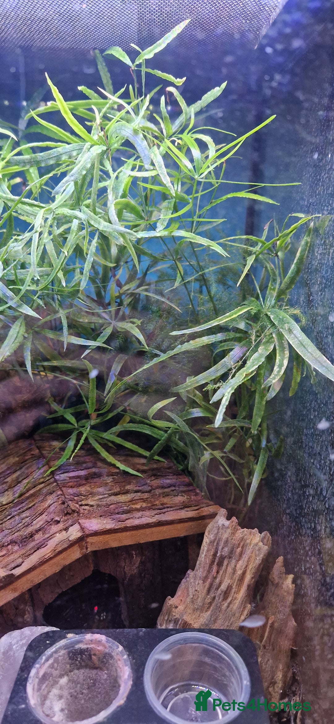 Gecko reptiles for sale: Mourning gecko's and set up - Image 6