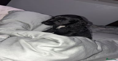 Cocker Spaniel dogs - Advert 5