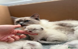 Ragdoll cats for sale: Ragdoll Kittens  - Image 2