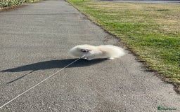 Pomeranian dogs for sale: Pomeranian white - Image 4