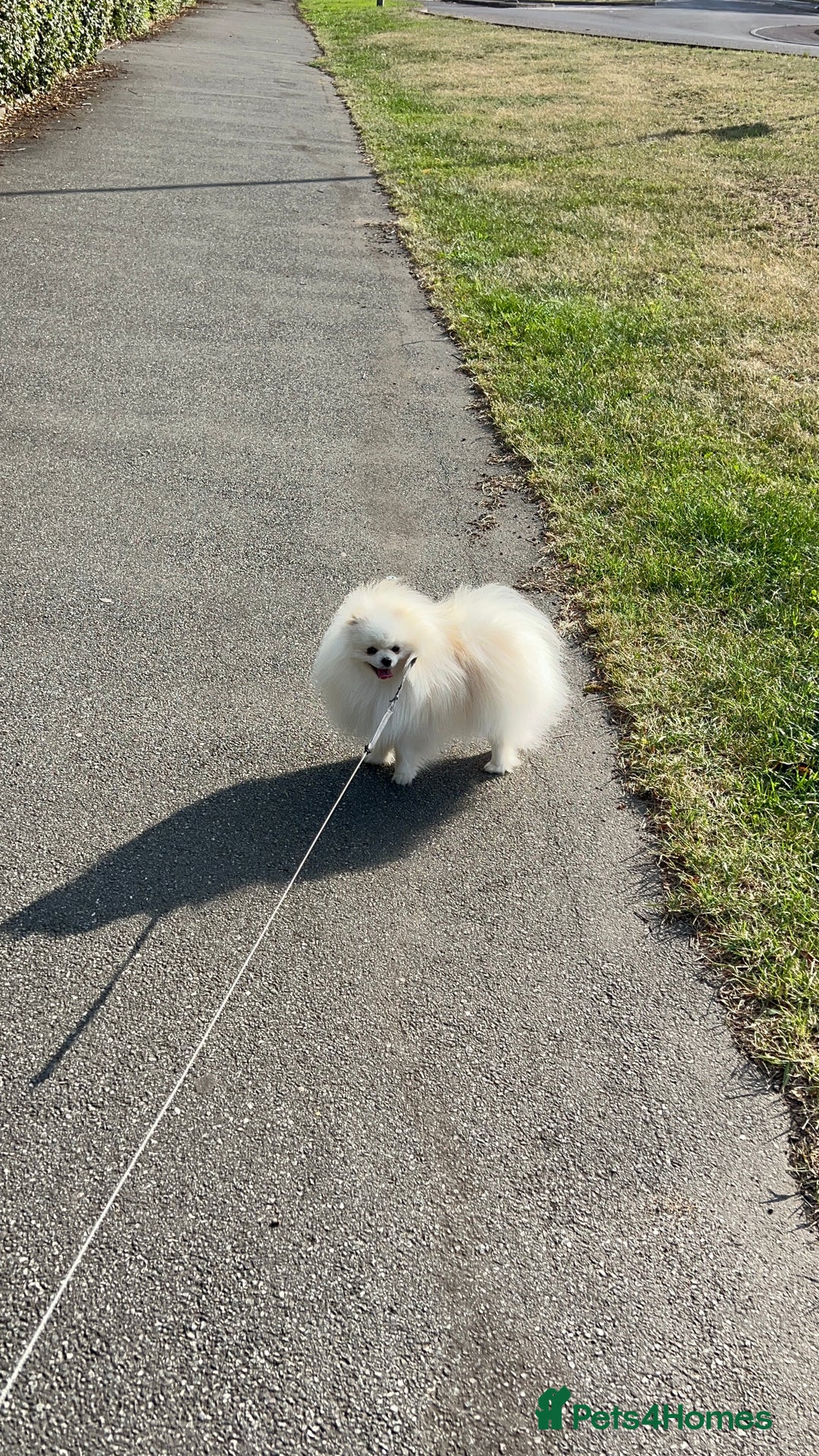 Pomeranian dogs for sale: Pomeranian white - Image 4