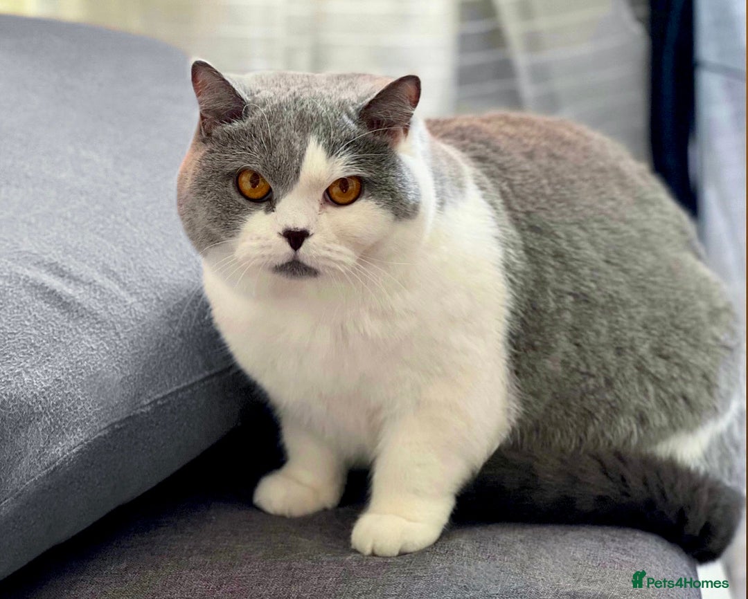 British Shorthair cats for sale: Wonderful last baby British shorthair girl  - Image 11