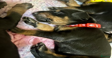 Dobermann dogs - Advert 4