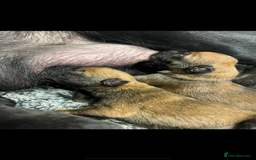 Belgian Shepherd Dog dogs for stud: Loki - BLUR CARRIER!! STUD MALE - Image 5