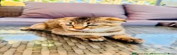Scottish Fold cats for sale: ✨Kittens looking for forever home ✨ - Advert 29
