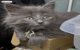Maine Coon cats for sale: Mainecoon  - Image 2