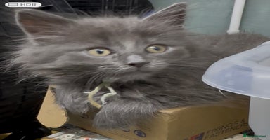 Maine Coon cats - Advert 10
