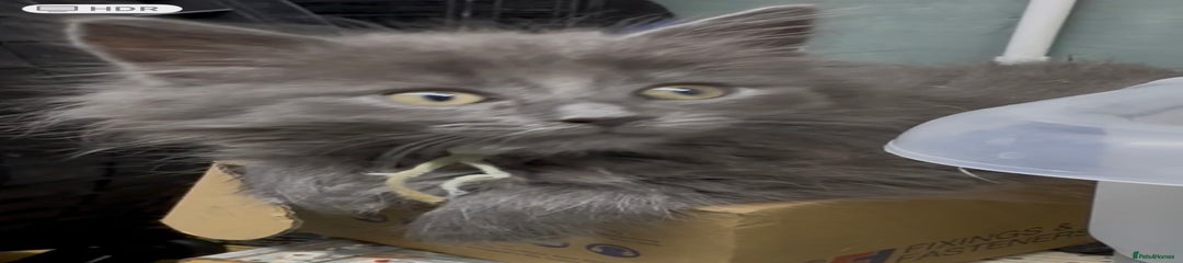 Maine Coon Kitten 1