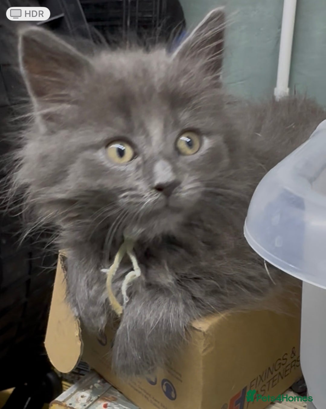 Maine Coon cats for sale: Mainecoon  - Image 2