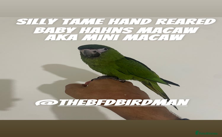 Parrots birds - Advert 11