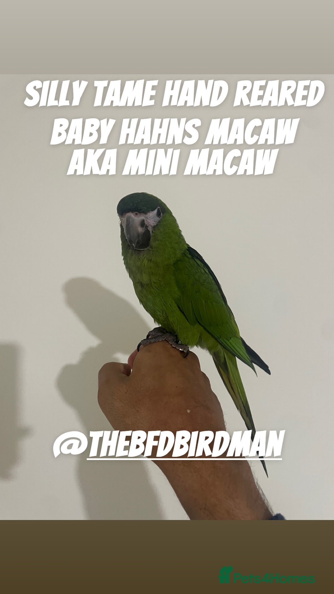 Parrots birds for sale: SILLY TAME HAND REARED BABY HAHNS MACAW - Image 1