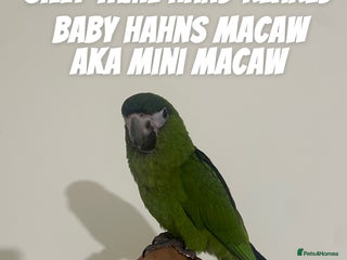Parrots birds - Advert 33