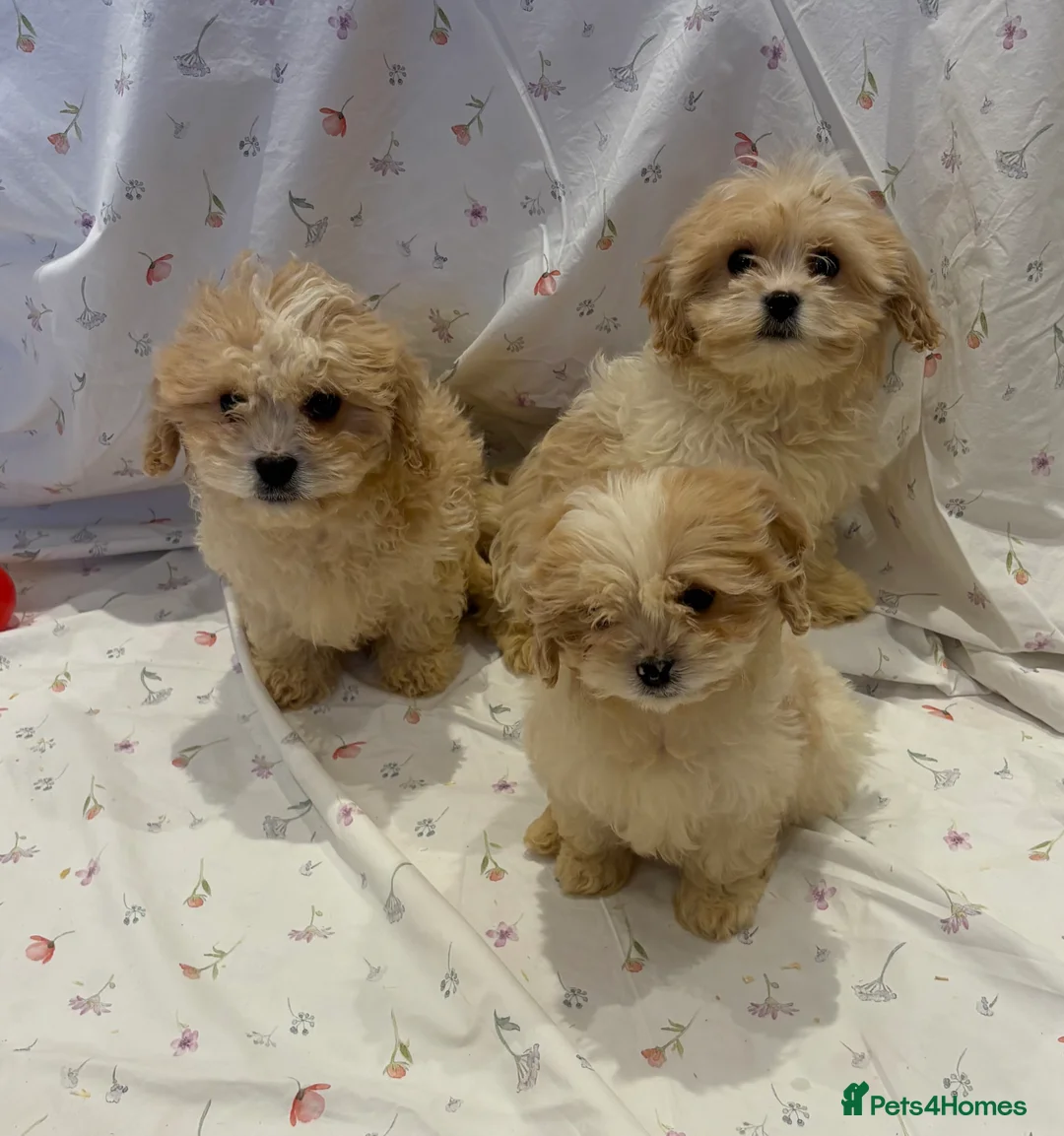 Cavapoo dogs for sale: Extensively health tested Stunning Cavapoo boys - Advert 4