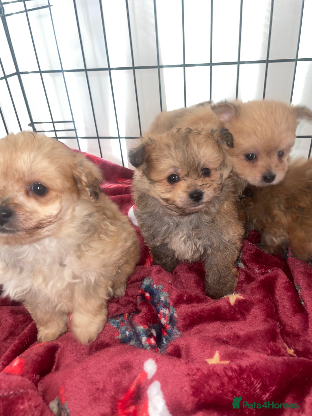 Pomapoo dogs for sale: Pomapoo puppies  - Advert 11