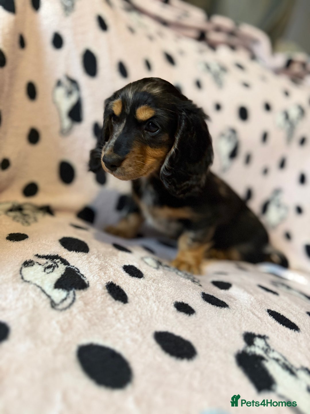 Miniature Dachshund dogs for sale: Beautiful KC silver dapple longhair miniature girl - Advert 1