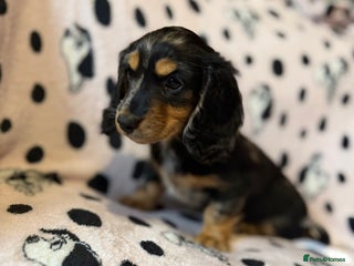 Miniature Dachshund dogs Gorgeous KC silver dapple longhair miniature girl - Advert 1