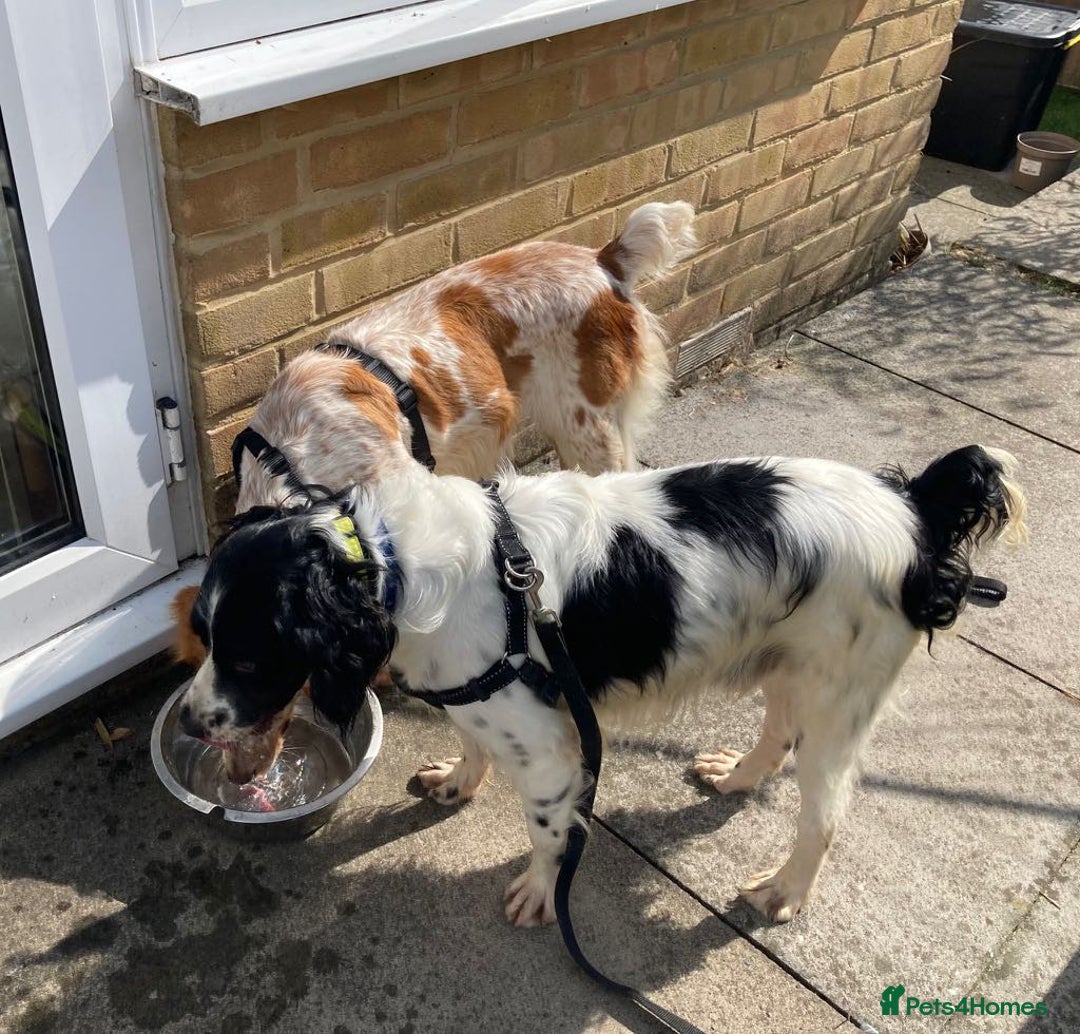 Brittany Spaniel dogs for adoption: Sweet, friendly, pretty Mildred in Surrey - Image 4