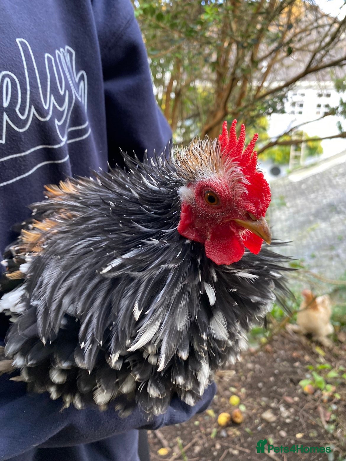 Chickens poultry Pekin cross , Bantam Cockerels for sale  - Advert 7