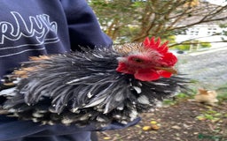 Chickens poultry for sale: Pekin cross , Bantam Cockerels for sale  - Advert 1