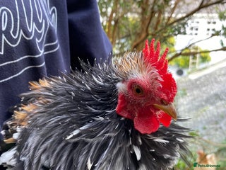 Chickens poultry for sale: Pekin cross , Bantam Cockerels for sale - Advert 1