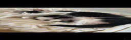 Mixed Breed cats for sale: Kittens available now! - Advert 5