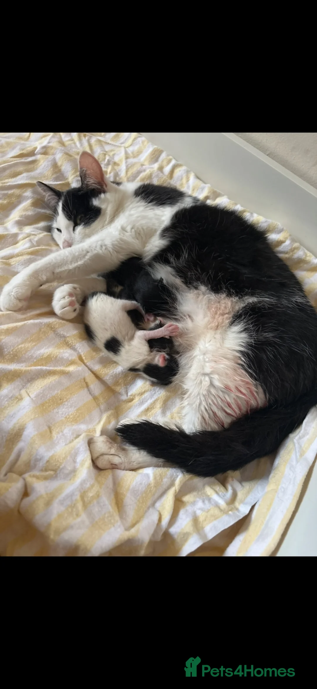 Mixed Breed cats for sale: Kittens available now! - Advert 5