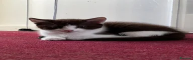 American Shorthair Kitten 1
