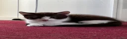 American Shorthair cats for sale: Beautiful Tabby Kittens Ready for Loving Homes - Advert 10