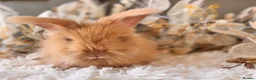 Angora rabbits for sale: Fully Vaccinated Angora Litter - Advert 4