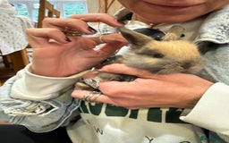 Mini Lop rabbits for sale: 8 beautiful lops  - Image 11