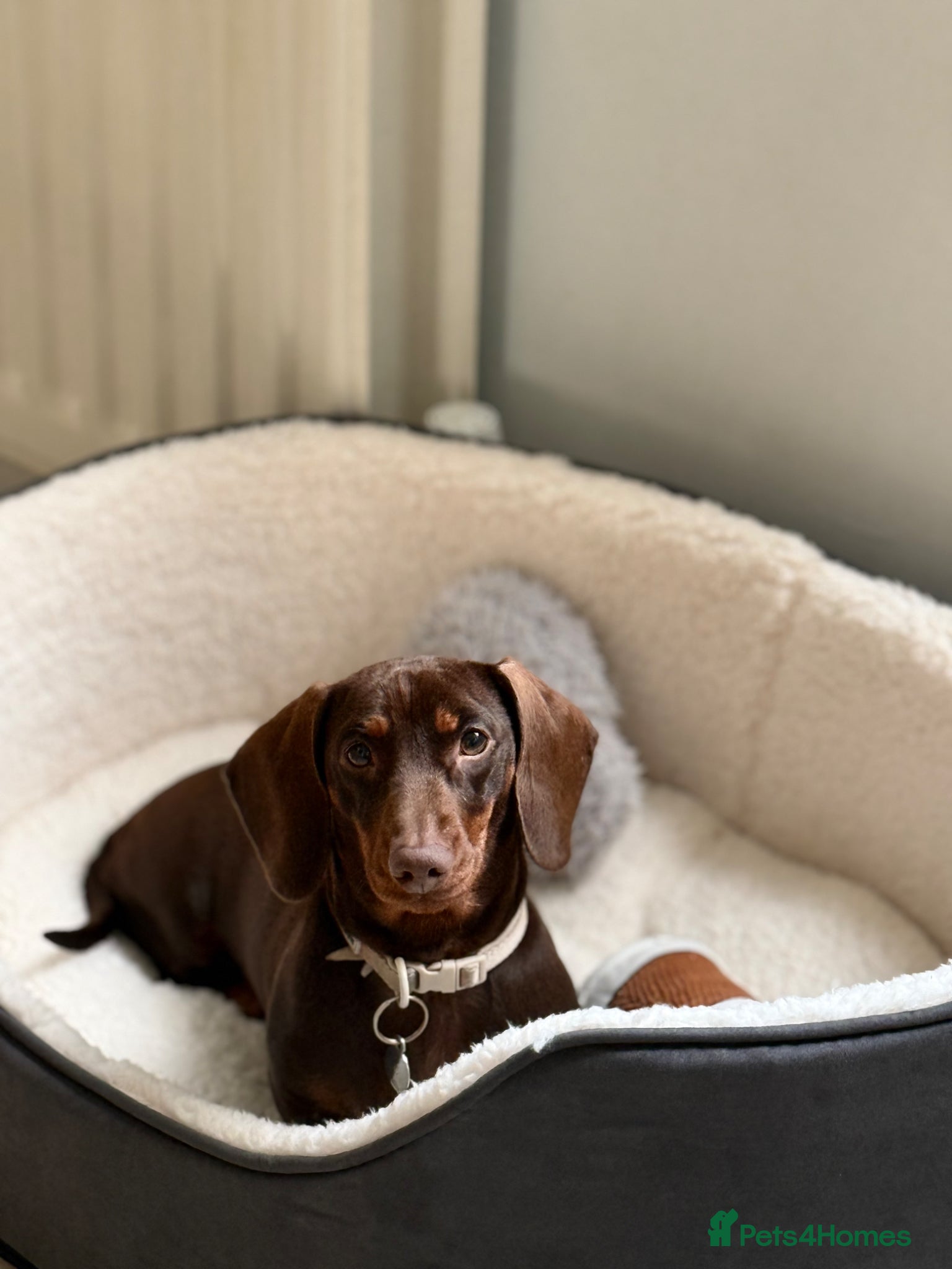 Miniature Dachshund dogs for sale: Miniature Dachshund (2 Year Old Female) - Advert 2