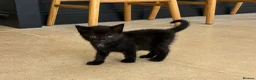Mixed Breed cats for sale: Beautiful kittens  - Advert 6