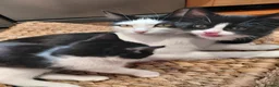 Mixed Breed cats for sale: 5 tuxedo kitten 9 weeks in Romford - Advert 9