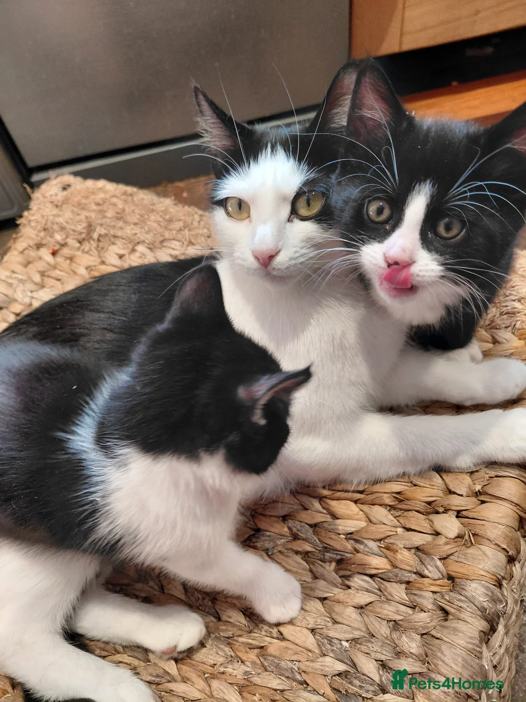 Mixed Breed cats for sale: 5 tuxedo kitten 9 weeks in Romford - Advert 9