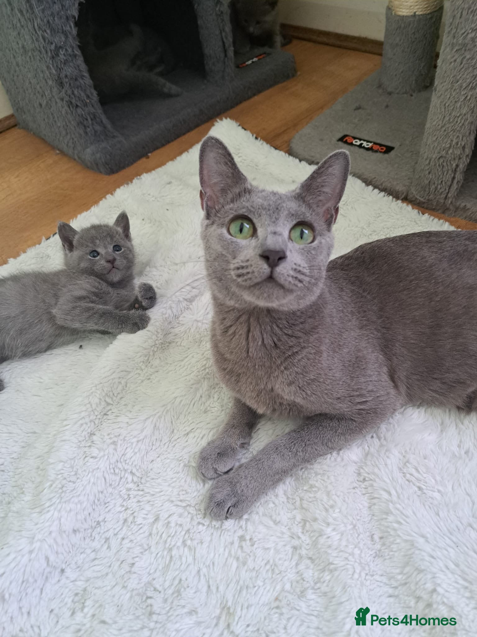 Russian Blue cats TICA 5* Pedigree Russian Blue Kittens - Advert 1