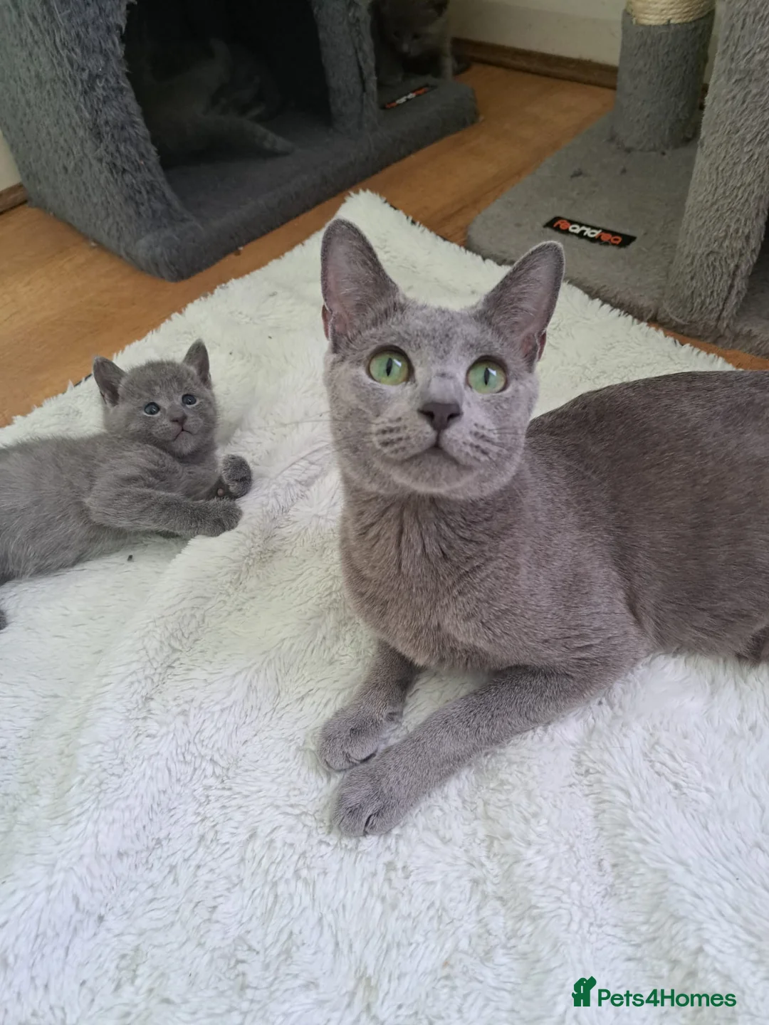Russian Blue cats for sale: TICA 5* Pedigree Russian Blue Kittens - Advert 1