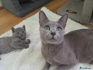 Russian Blue cats TICA 5* Pedigree Russian Blue Kittens - Advert 1