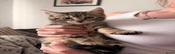 Bengal cats for sale: Bengal kittens  - Advert 4