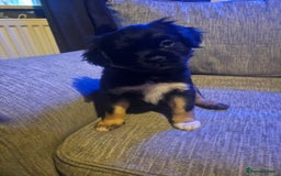Mixed Breed dogs for sale: Mixed breed pups  - Image 5