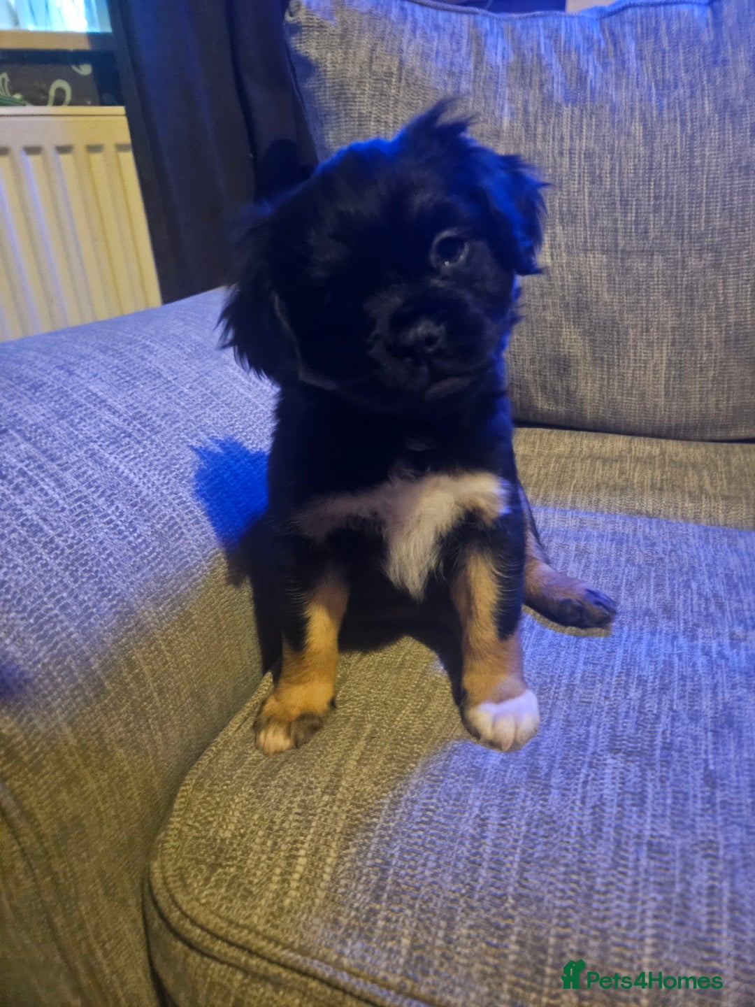 Mixed Breed dogs for sale: Mixed breed pups  - Image 5
