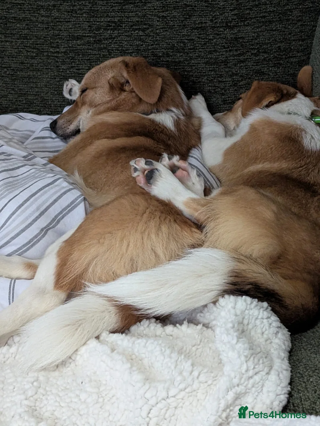 Mixed Breed dogs for adoption: ❤️MEYA & KALLIE❤️-SMALL SISTERS SEEK A KIND HOME - Advert 16