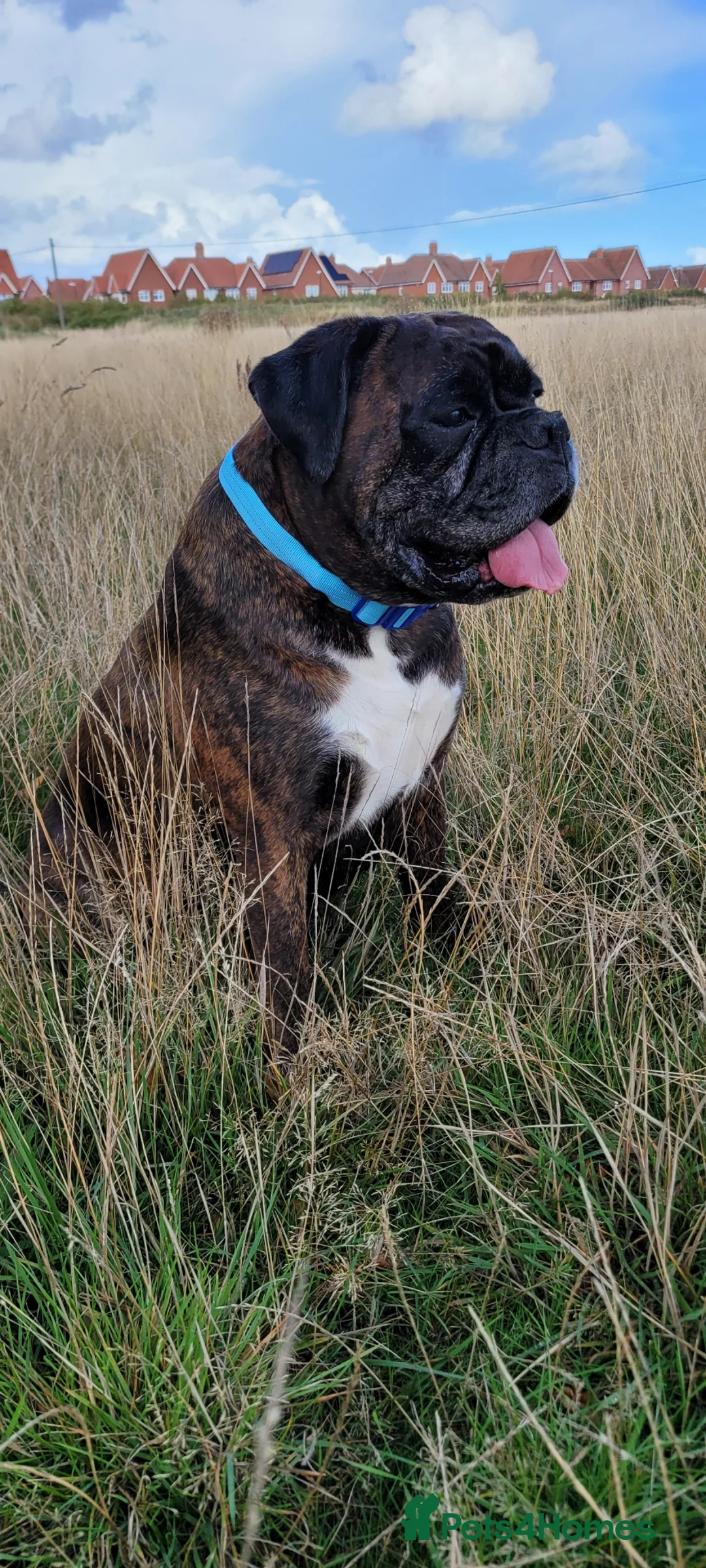 Boxer dogs for stud: Brindle boxer for stud - Advert 3