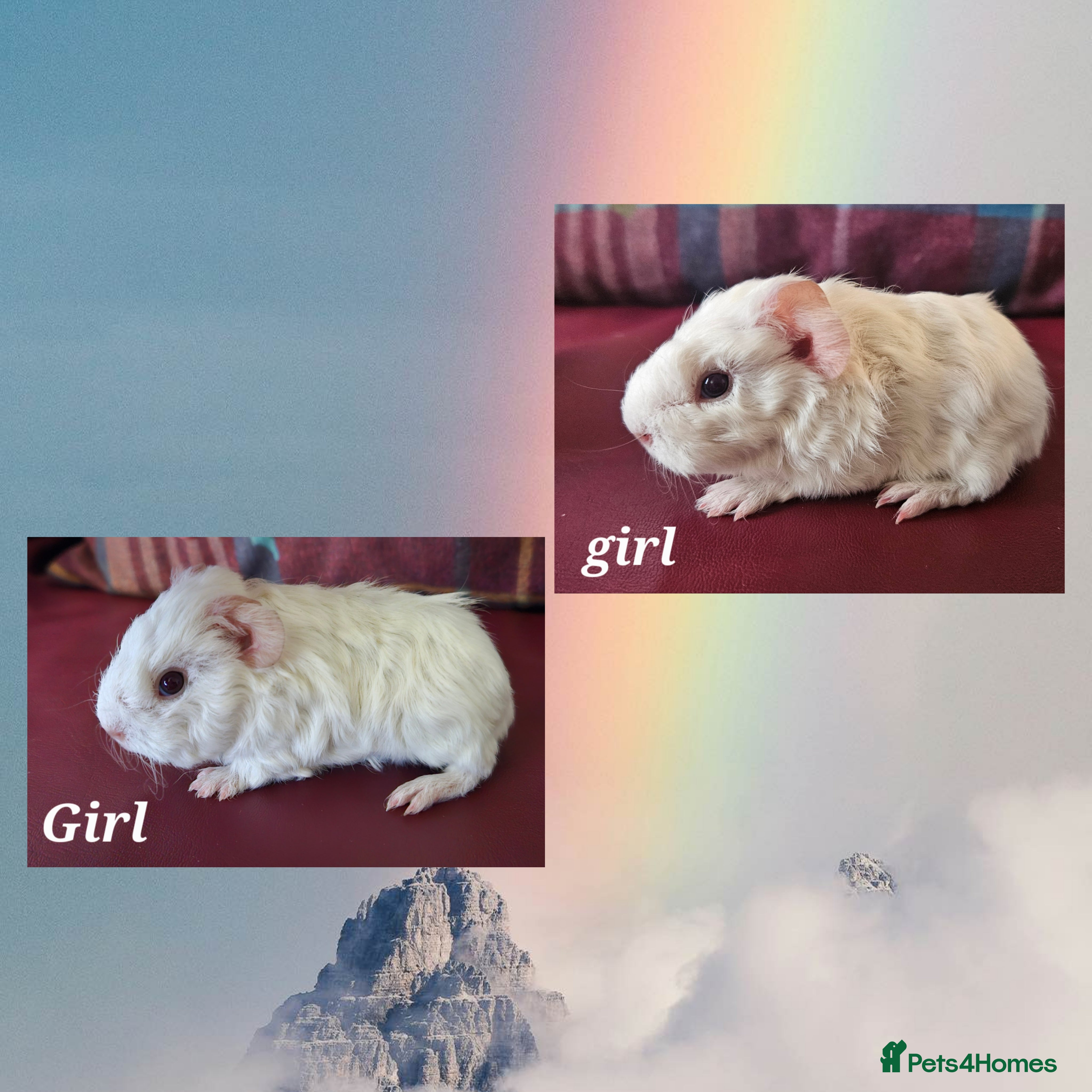 Guinea Pig rodents Beautiful funky babies - Advert 4