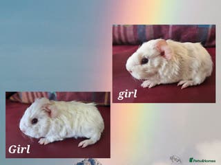 Guinea Pig rodents Beautiful funky babies - Advert 7